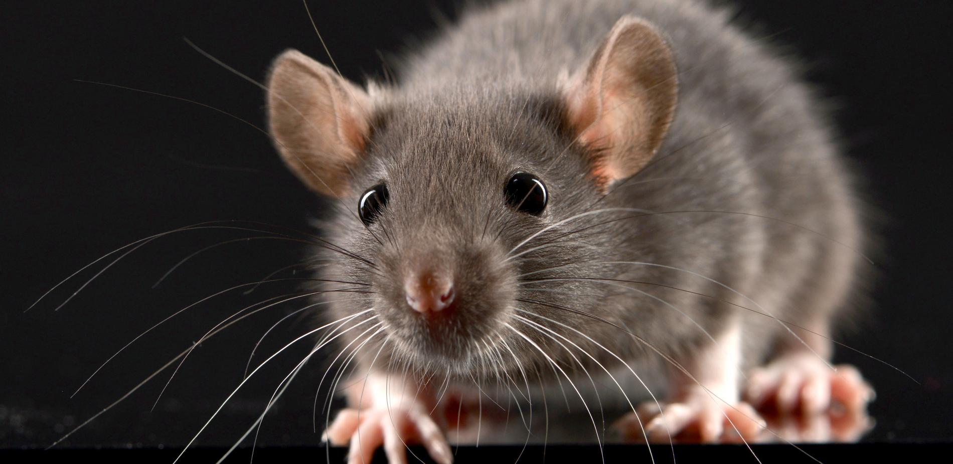 Attention À La ProlifÉration De Rats Des Gestes Simples Sont À Adopter Site Officiel De La